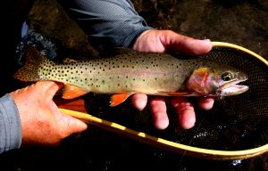 High Country Trout...
