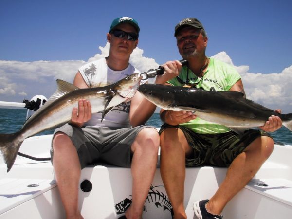 Crystal River Cobia and Surprise Barracudas...