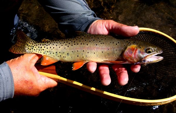 High Country Trout...