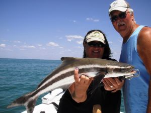 Crystal River Cobia...
