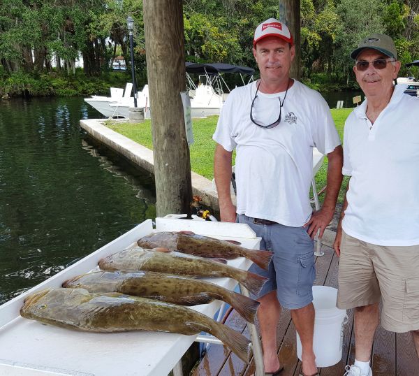Crystal River Groupers...