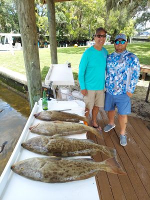 Crystal River Groupers....